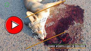 🔴Zorro atropellado en Bugarra 3 agosto 2024