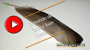 🔴Estornino negro pluma 16 junio 2024