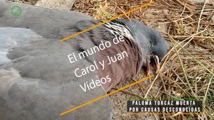 ⚫ Paloma torcaz muerta en el suelo por causas desconocidas 24 marzo 2024