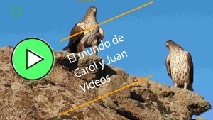 🟢 Águila de Bonelli, éxito de reproducción en Madrid 1 abril 2024