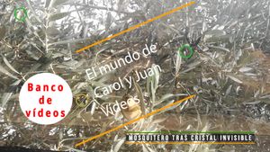 🟣Mosquitero tras cristal invisible 1 enero 2024