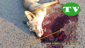 🔵Zorro atropellado en Bugarra 3 agosto 2024