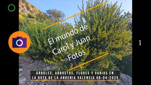 ⚫ Árboles, arbustos, flores y varios en la ruta de La Andenia Valencia 08-04-2025