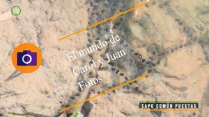 ⚫ Sapo común puestas 14 junio 2024