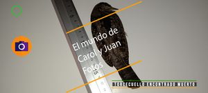 ⚫Torcecuello encontrado muerto en un polígono industrial 7 septiembre 2023