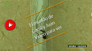 🔴Araña casera 18062025