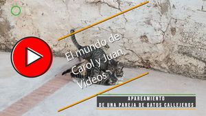 🔴Apareamiento de una pareja de gatos callejeros