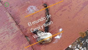 🔴 Aves. Estornino negro excrementos 16 mayo 2022