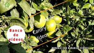 🟣 Naranjo con naranjas verdes 15 octubre 2023