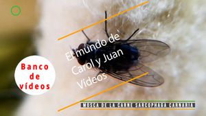 🟣Mosca de la carne (Sarcophaga carnaria) adulto 10 marzo 2024
