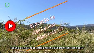 🔴Invasión de la caña común en los márgenes del río Turia 06072025