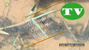 🔵 Sapo común puestas 14 junio 2024