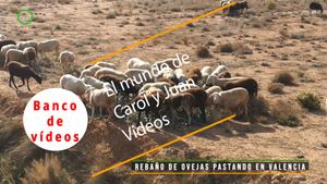 🟣Rebaño de ovejas pastando en Valencia 9 diciembre 2023