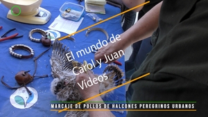 🔴 Marcaje de halcones peregrinos urbanos 8 mayo 2018