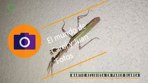 ⚫ Mantis religiosa en pared blanca 31 mayo 2024