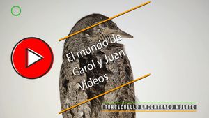 🔴Torcecuello encontrado muerto en un polígono industrial 7 septiembre 2023