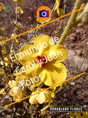 ⚫ Gordolobo flores 30 mayo 2024
