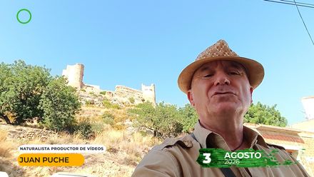 ¡Inesperado encuentro! ¿Qué comía esta cabra montés tan pegada al pueblo? 03082026
