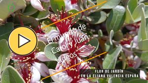 🟣Flor de jardín en La Eliana Valencia España14 mayo 2024