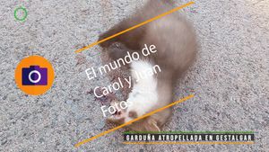 ⚫Garduña atropellada en Gestalgar 4 julio 2024