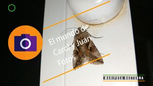 ⚫ Mariposa nocturna 27 mayo 2024