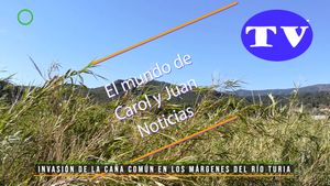🔵Invasión de la caña común en los márgenes del río Turia 06-07-2025
