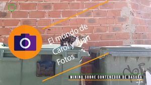 ⚫ Minino sobre contenedor de basura Gestalgar Valencia 15 mayo 2024