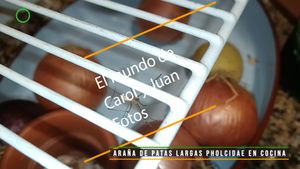 ⚫Araña doméstica de patas largas pholcidae en cocina