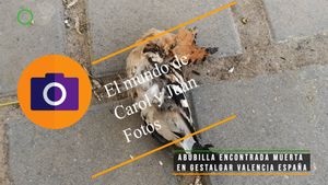 ⚫ Abubilla encontrada muerta en Gestalgar Valencia España 10 mayo 2024