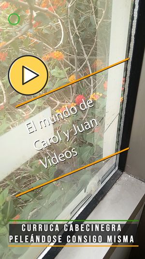 📱Curruca cabecinegra peleándose consigo misma 16 abril 2024