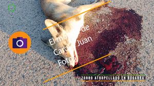 ⚫Zorro atropellado en Bugarra 3 agosto 2024