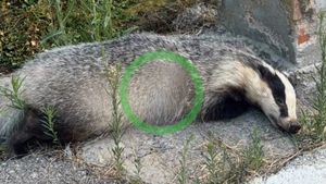 Tejón encontrado atropellado en Castellón 01082026