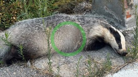 Tejón encontrado atropellado en Castellón 01082026