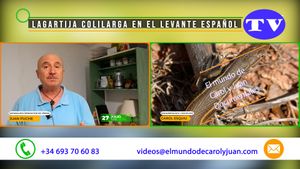 🔵Lagartija colilarga en el Levante español 27072025