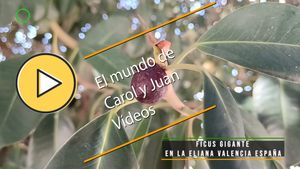 🟣Ficus gigante en La Eliana Valencia España 08 junio 2024
