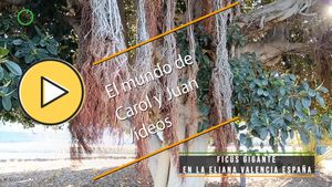 🟣Ficus gigante en La Eliana Valencia España 29 junio 2024. Lianas