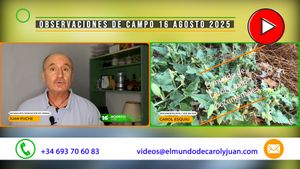 🔴Observaciones de campo 16 agosto 16082025