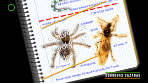 🔴 Hormigas cazadas 31 octubre 2021