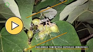 🟣Paulownia tomentosa cápsulas inmaduras 09 junio 2024