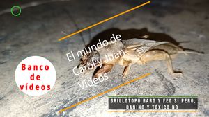 🟣Grillotopo raro y feo SÍ pero, dañino y tóxico NO 7 abril 2024