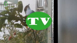 🔵 Curruca cabecinegra peleándose consigo misma 16 abril 2024 AVI Y MP4