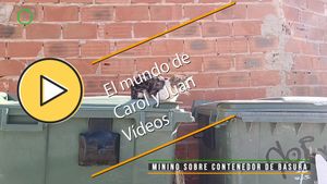 🟣Minino sobre contenedor de basura Gestalgar Valencia 15 mayo 2024