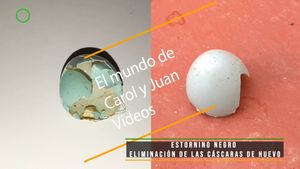 ⚫ Estornino negro eliminación de las cáscaras de huevo 28 abril 2024