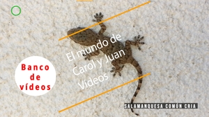 🟣Salamanquesa común cria 10 septiembre 2023