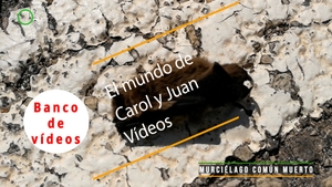 🟣 Murciélago común muerto en Valencia 10 septiembre 2023