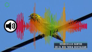 🔉Verdecillo cantos en el río Turia Gestalgar 12-02-2025