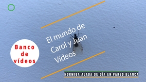 🟣Hormiga alada de día en pared blanca 19 noviembre 2023