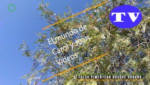 🔵Falso pimentero bosque urbano en Marines nuevo 26-10-24