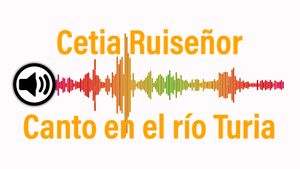 🔉Cetia Ruiseñor. Canto en el río Turia 23-03-2025
