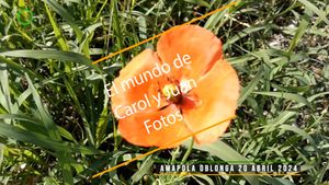 ⚫ Amapola oblonga 20 abril 2024